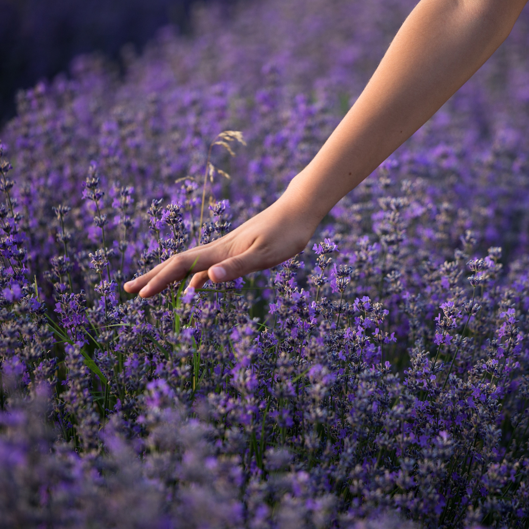 Lavender